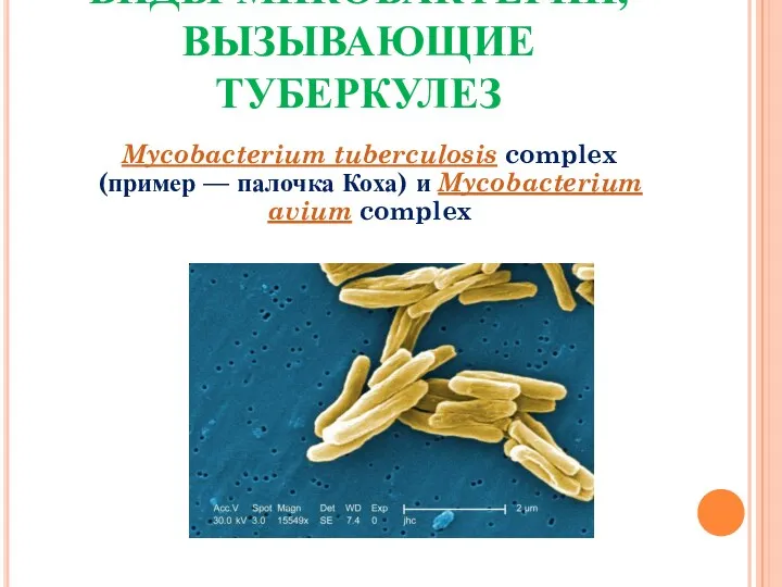 ВИДЫ МИКОБАКТЕРИЙ, ВЫЗЫВАЮЩИЕ ТУБЕРКУЛЕЗ Mycobacterium tuberculosis complex (пример — палочка Коха) и Mycobacterium avium complex