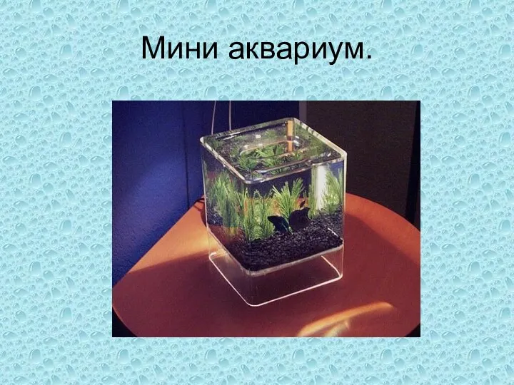 Мини аквариум.