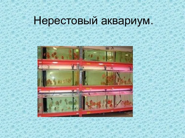 Нерестовый аквариум.