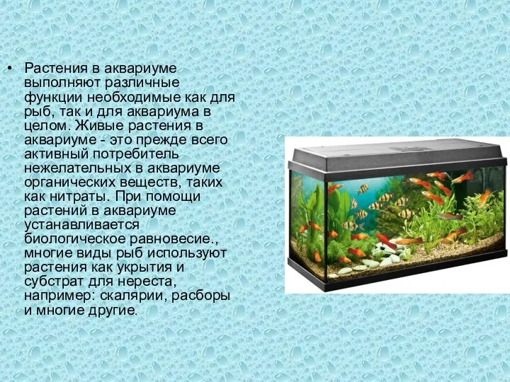 Растения в аквариуме выполняют различные функции необходимые как для рыб,