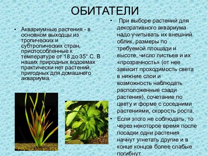 ОБИТАТЕЛИ Аквариумные растения - в основном выходцы из тропических и