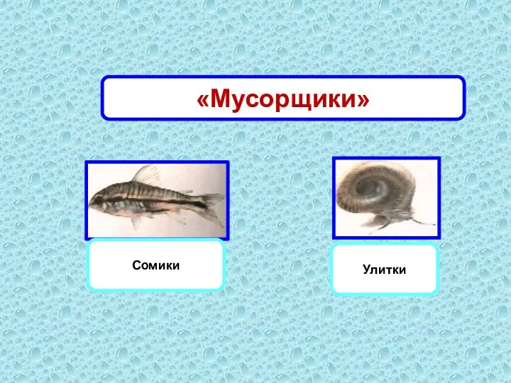 Сомики Улитки «Мусорщики»