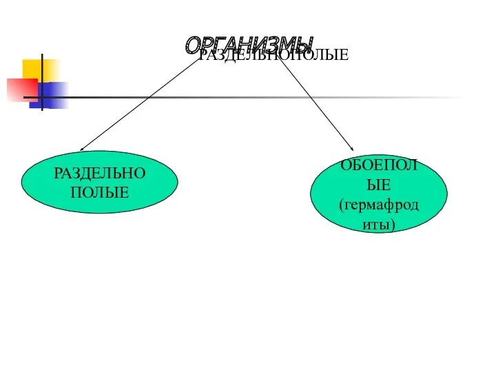 РАЗДЕЛЬНОПОЛЫЕ ОРГАНИЗМЫ РАЗДЕЛЬНОПОЛЫЕ ОБОЕПОЛЫЕ (гермафродиты)