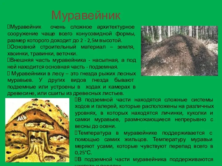 Муравейник Муравейник очень сложное архитектурное сооружение чаще всего конусовидной формы,