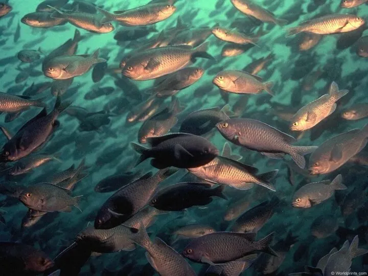 Почему в северных морях рыбы больше, чем в южных?