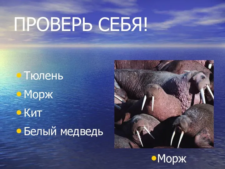 ПРОВЕРЬ СЕБЯ! Тюлень Морж Кит Белый медведь Морж