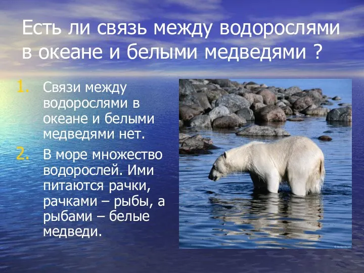 Есть ли связь между водорослями в океане и белыми медведями ? Связи между