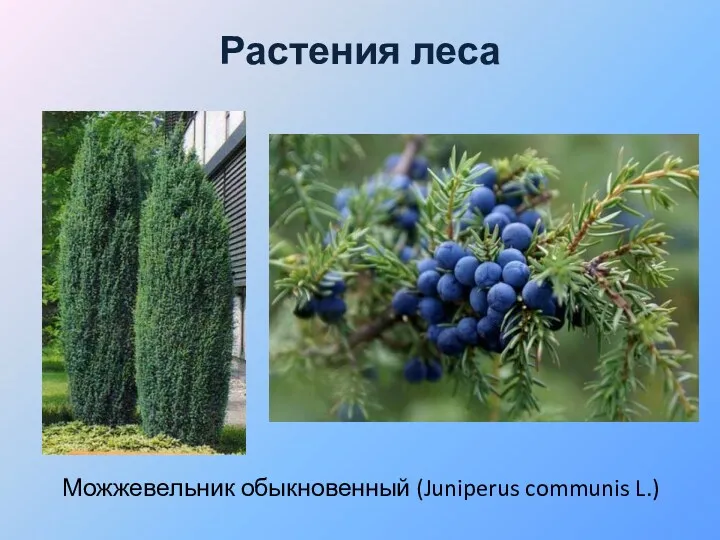 Растения леса Можжевельник обыкновенный (Juniperus communis L.)