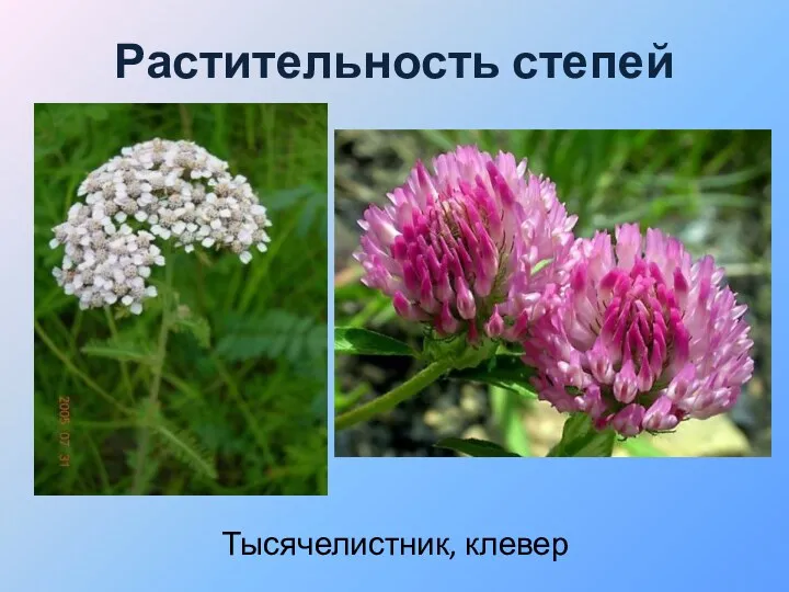 Растительность степей Тысячелистник, клевер