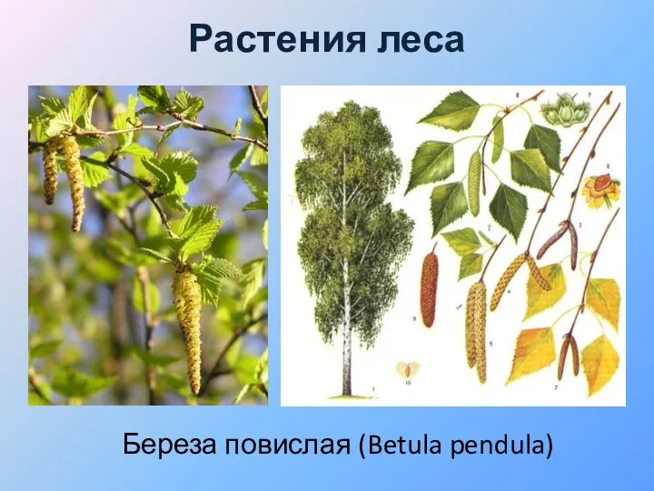 Береза повислая (Betula pendula) Растения леса