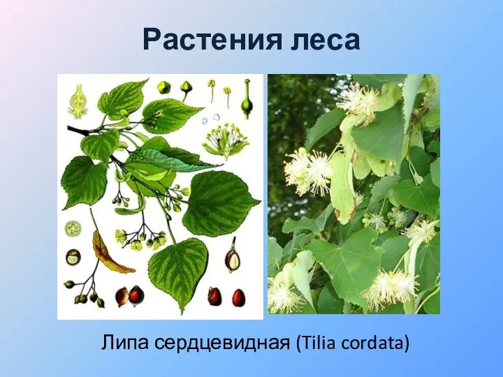 Растения леса Липа сердцевидная (Tilia cordata)
