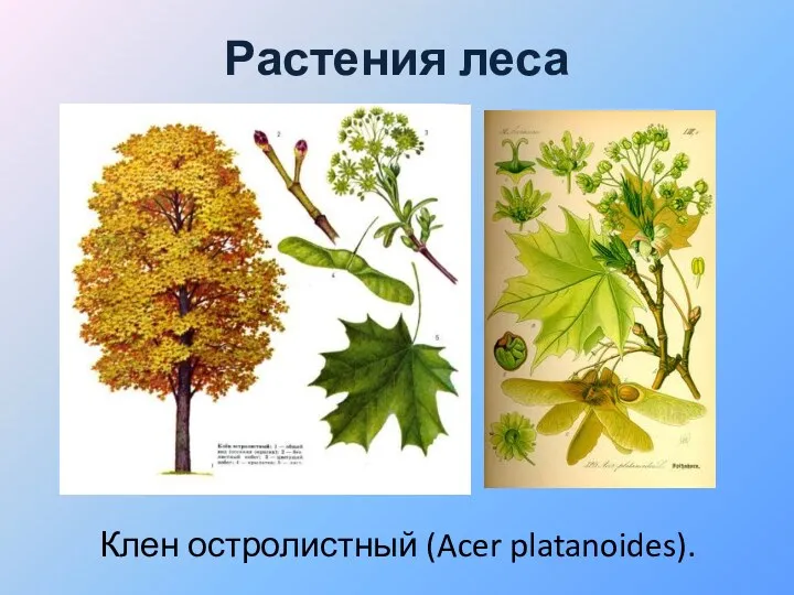 Растения леса Клен остролистный (Acer platanoides).