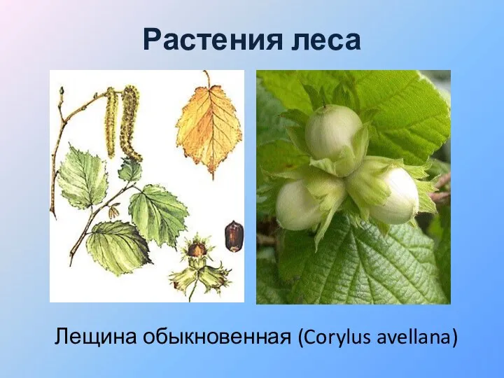 Растения леса Лещина обыкновенная (Corylus avellana)