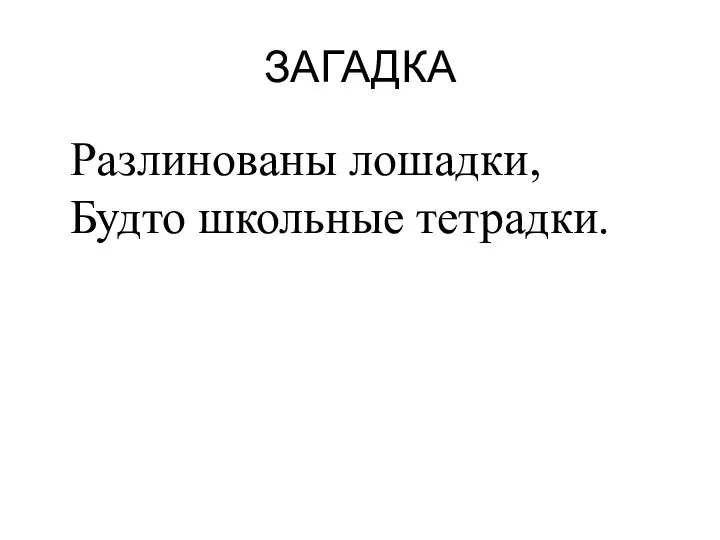 ЗАГАДКА Разлинованы лошадки, Будто школьные тетрадки.