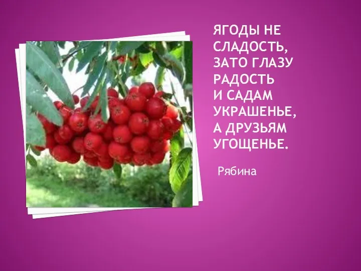 ягоды не сладость, Зато глазу радость И садам украшенье, А друзьям угощенье. Рябина