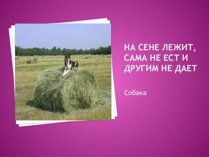 На сене лежит, сама не ест и другим не дает Собака