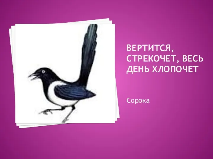 Вертится, стрекочет, весь день хлопочет Сорока