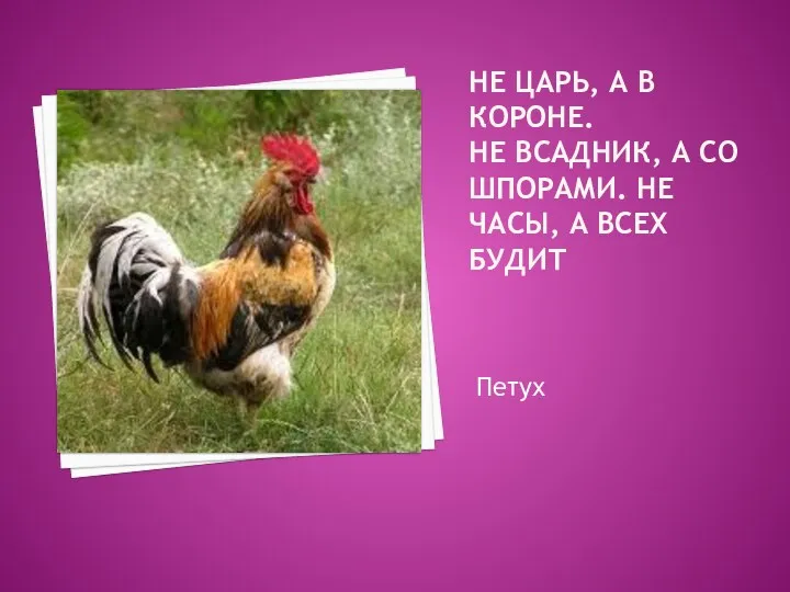 Не царь, а в короне. Не всадник, а со шпорами. Не часы, а всех будит Петух