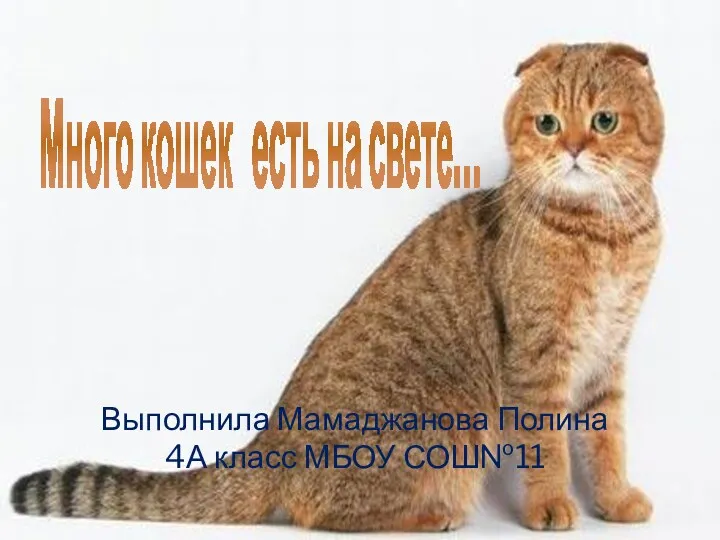 Много кошек есть на свете… Выполнила Мамаджанова Полина 4А класс МБОУ СОШ№11