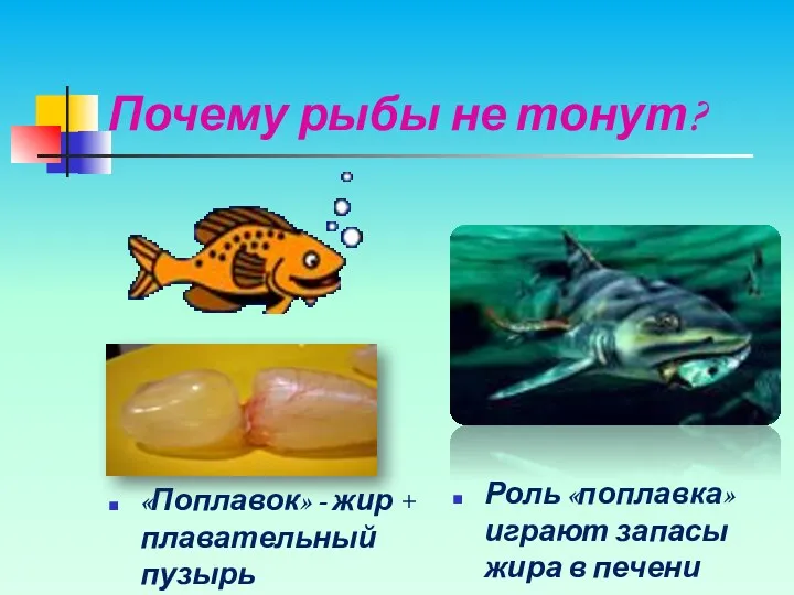 Почему рыбы не тонут? «Поплавок» - жир + плавательный пузырь Роль «поплавка»играют запасы жира в печени