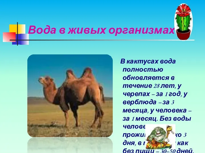 Вода в живых организмах В кактусах вода полностью обновляется в течение 28 лет,