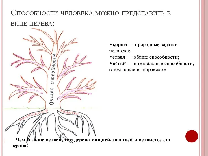 Способности человека можно представить в виде дерева: •корни — природные