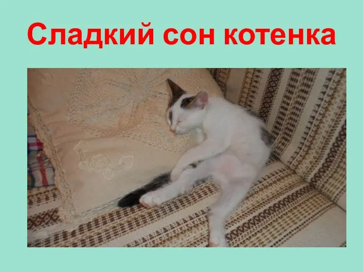 Сладкий сон котенка