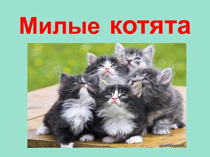 Милые котята