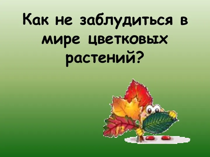 Как не заблудиться в мире цветковых растений?