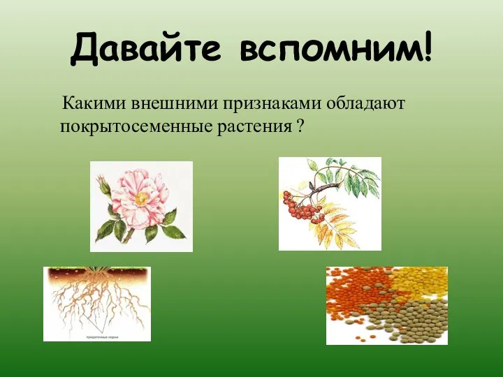 Давайте вспомним! Какими внешними признаками обладают покрытосеменные растения ?