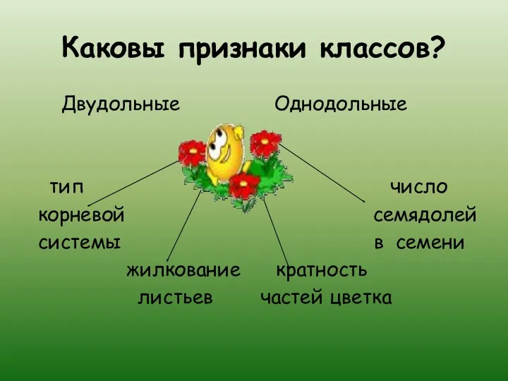 Каковы признаки классов? Двудольные Однодольные тип число корневой семядолей системы