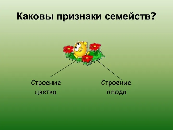 Каковы признаки семейств? Строение Строение цветка плода