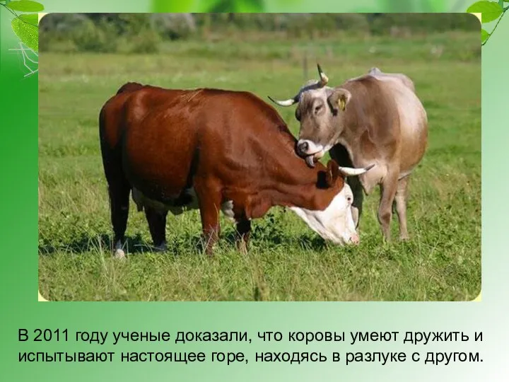 В 2011 году ученые доказали, что коровы умеют дружить и