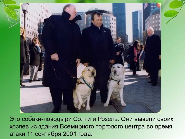 Это собаки-поводыри Солти и Розель. Они вывели своих хозяев из