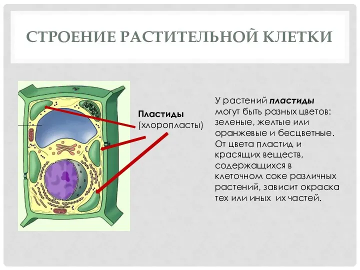 Строение растительной клетки Пластиды (хлоропласты) У растений пластиды могут быть разных цветов: зеленые,