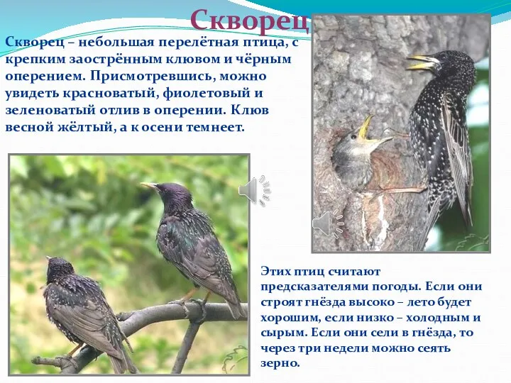 Скворец Скворец – небольшая перелётная птица, с крепким заострённым клювом и чёрным оперением.