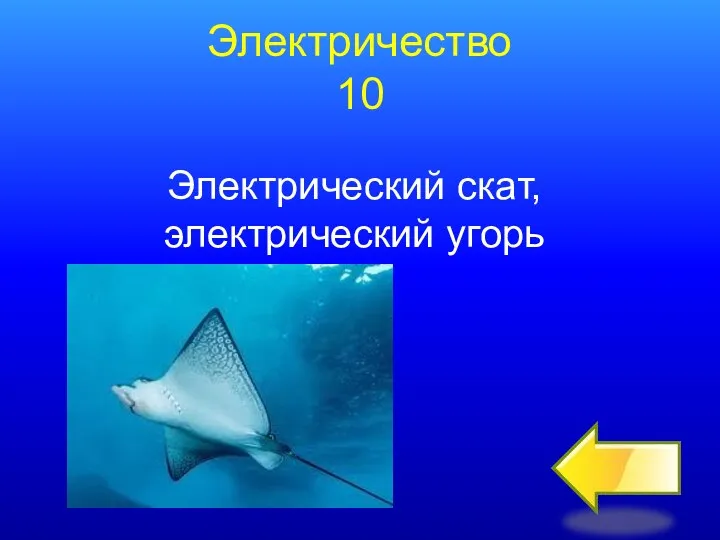 Электричество 10 Электрический скат, электрический угорь