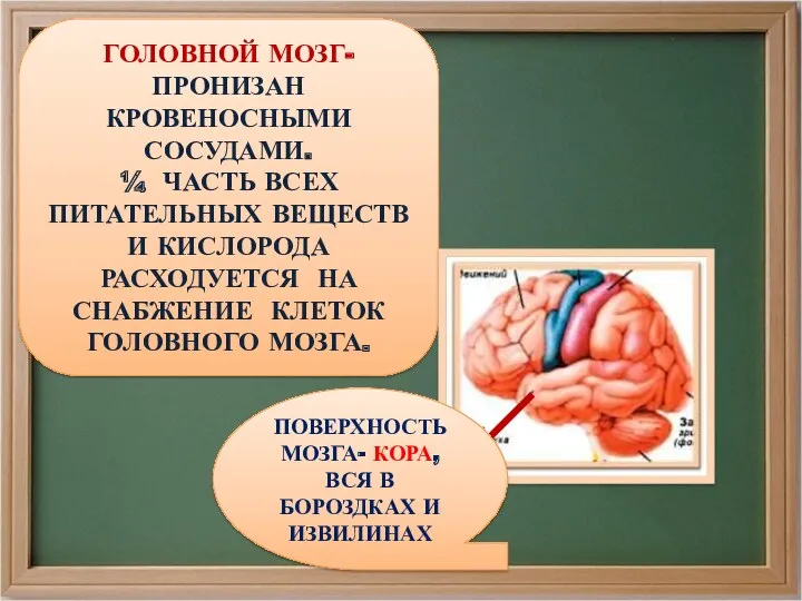 ГОЛОВНОЙ МОЗГ- ПРОНИЗАН КРОВЕНОСНЫМИ СОСУДАМИ. ¼ ЧАСТЬ ВСЕХ ПИТАТЕЛЬНЫХ ВЕЩЕСТВ