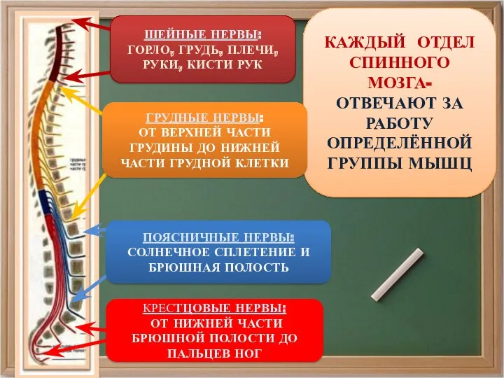 КАЖДЫЙ ОТДЕЛ СПИННОГО МОЗГА- ОТВЕЧАЮТ ЗА РАБОТУ ОПРЕДЕЛЁННОЙ ГРУППЫ МЫШЦ