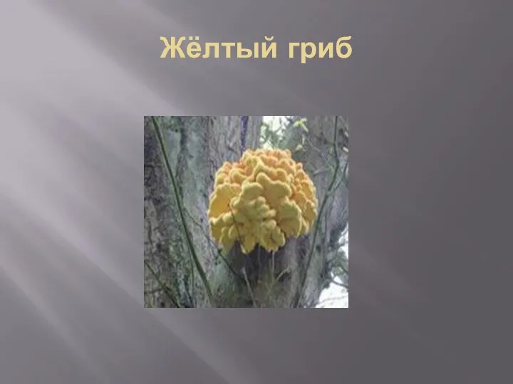 Жёлтый гриб