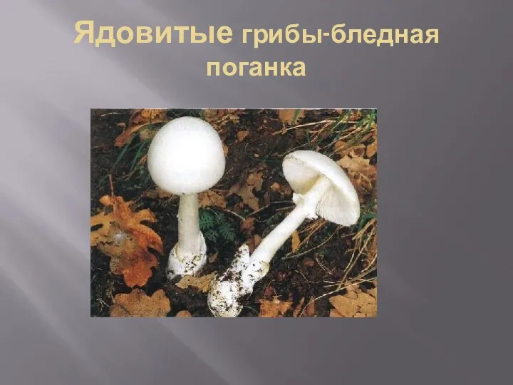 Ядовитые грибы-бледная поганка