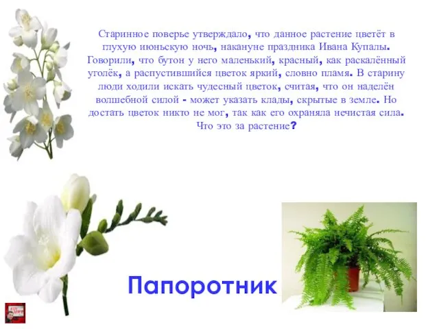 Старинное поверье утверждало, что данное растение цветёт в глухую июньскую ночь, накануне праздника