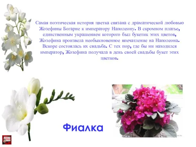 Самая поэтическая история цветка связана с драматической любовью Жозефины Богарне к императору Наполеону.