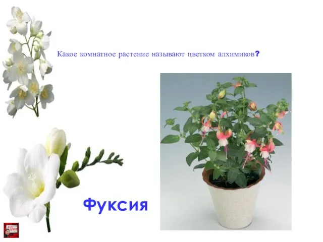 Какое комнатное растение называют цветком алхимиков? Фуксия