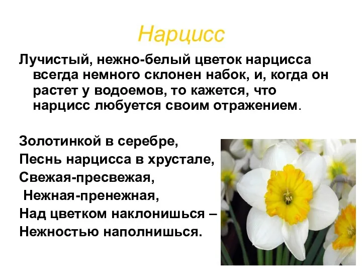Нарцисс Лучистый, нежно-белый цветок нарцисса всегда немного склонен набок, и, когда он растет