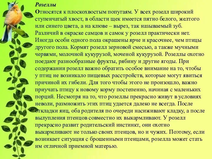 Розеллы Относятся к плоскохвостым попугаям. У всех розелл широкий ступенчатый