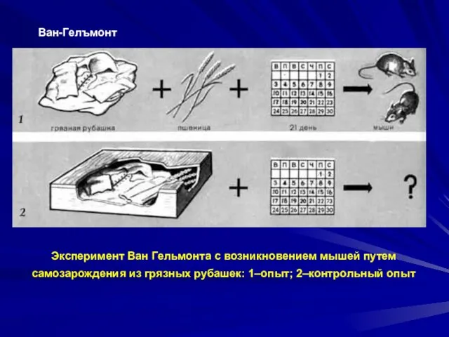 Ван-Гелъмонт Эксперимент Ван Гельмонта с возникновением мышей путем самозарождения из грязных рубашек: 1–опыт; 2–контрольный опыт