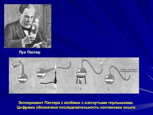 Луи Пастер Эксперимент Пастера с колбами с изогнутыми горлышками. Цифрами обозначена последовательность постановки опыта
