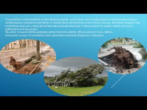 Сильні вітри спричинюють розхитування дерев, унаслідок чого погіршуються надходження води