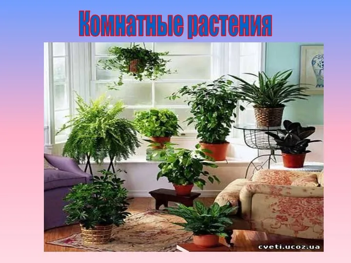 Комнатные растения